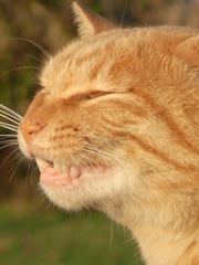 牙