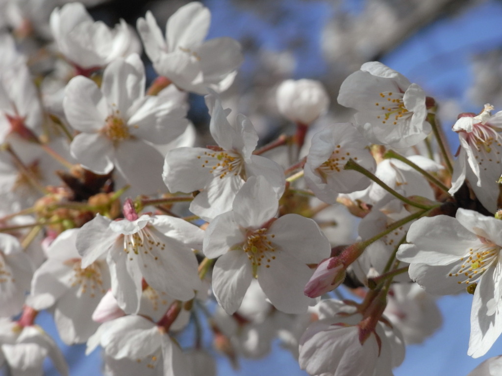 SAKURA