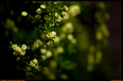 Zoshigaya Toshima-ku