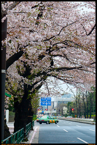 4499196889_c1a412103a[1]