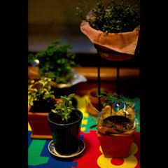 foliage plants in my room