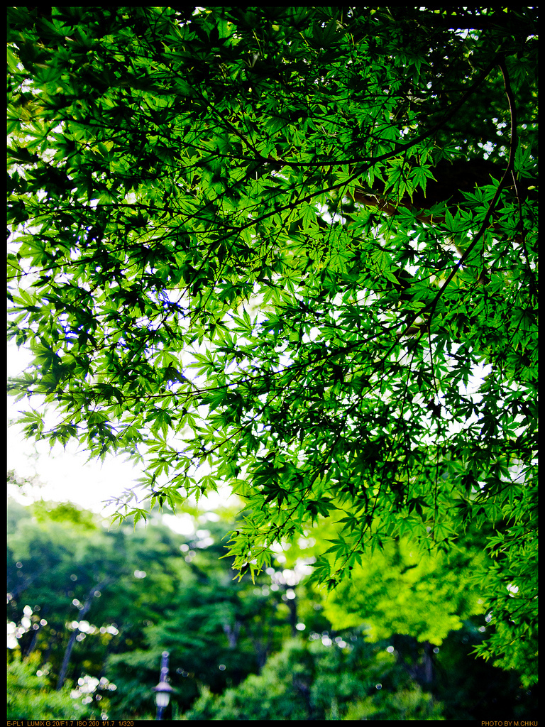 Inokashira Imperial Park
