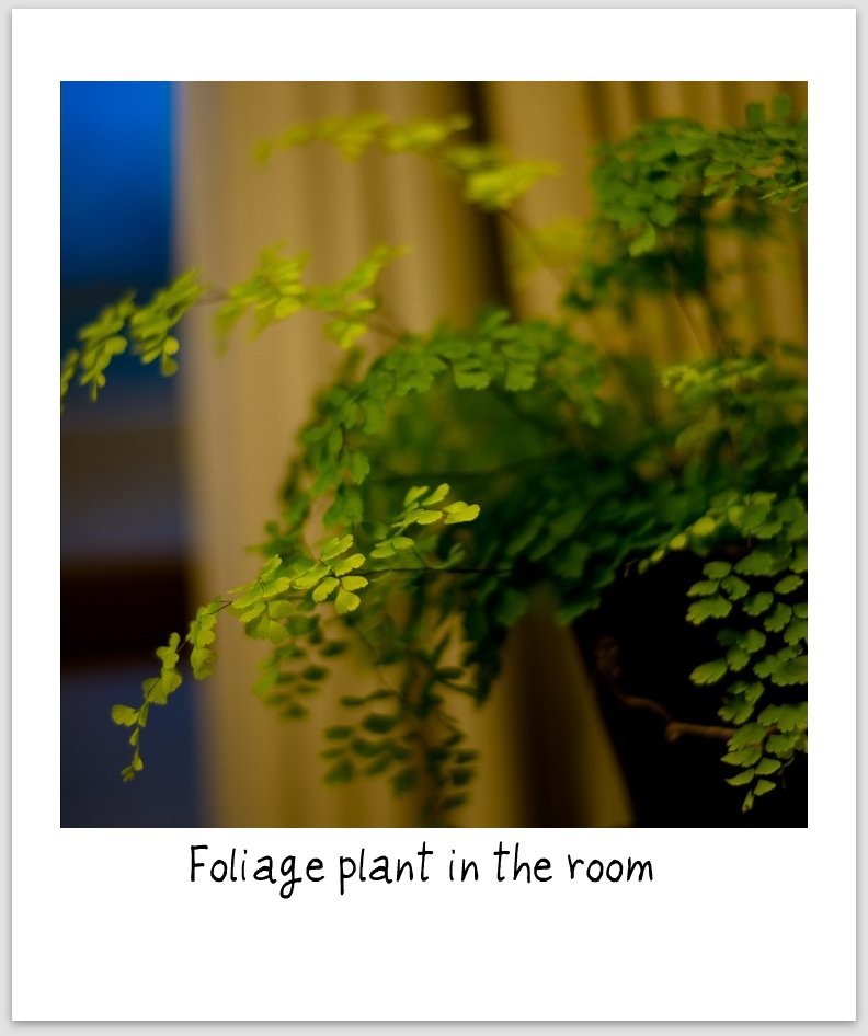 foliage plant in the room