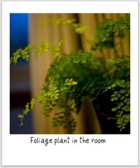 foliage plant in the room