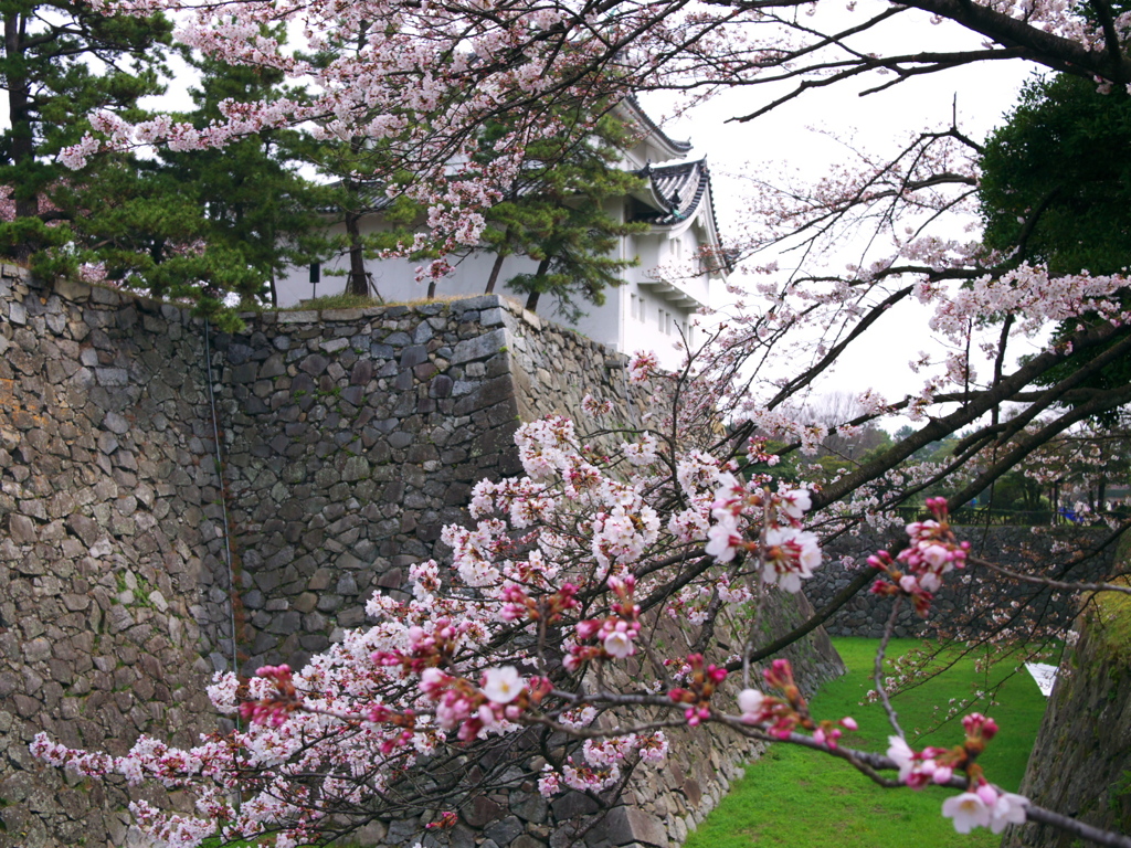 名古屋城の桜