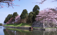 彦根城　大手門の桜