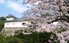 天秤櫓と桜