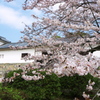 天秤櫓と桜