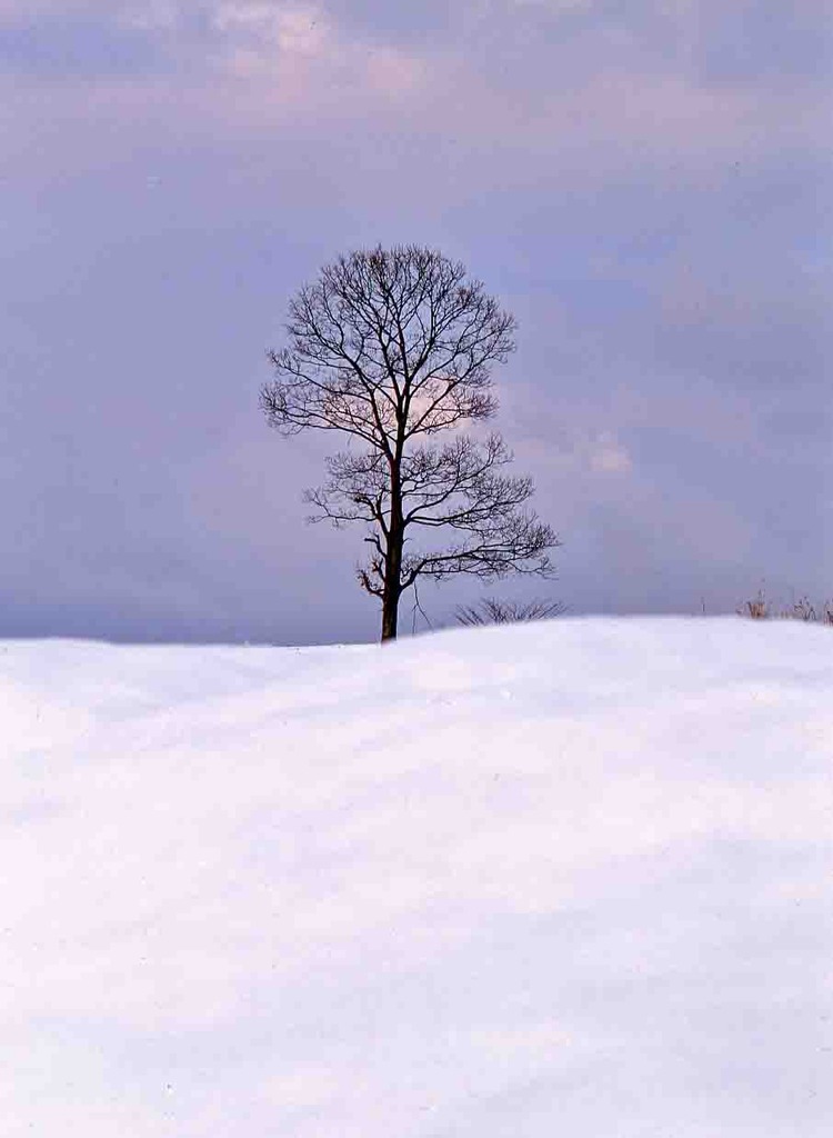 孤独な樹