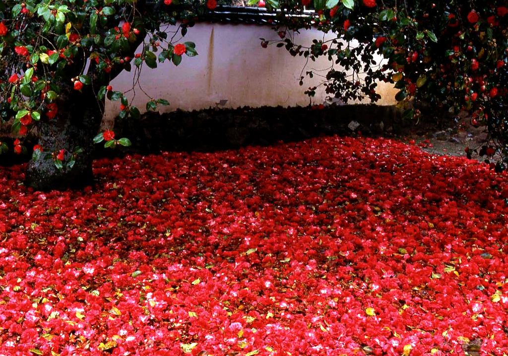 落花