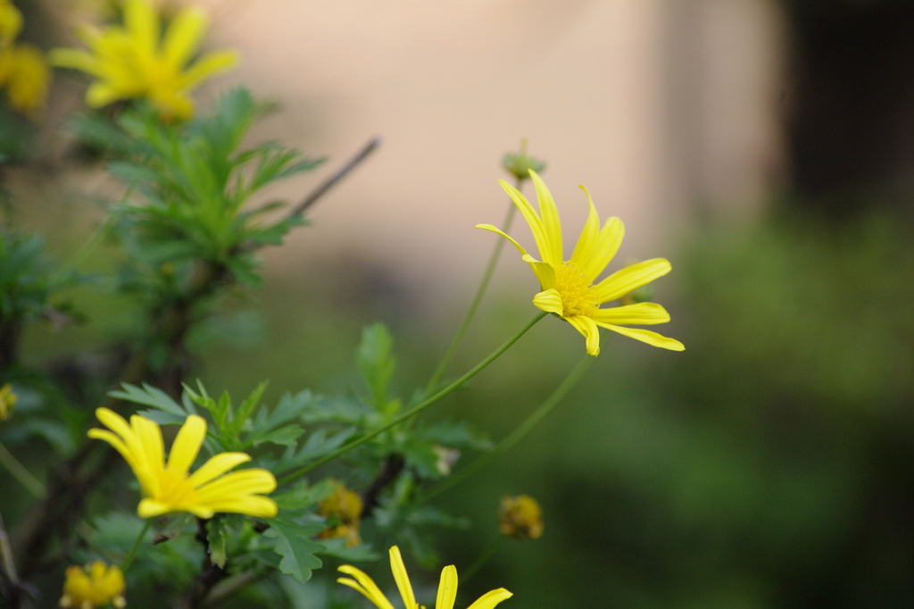 ユリオプスデージー(？)