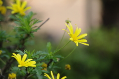 ユリオプスデージー(？)