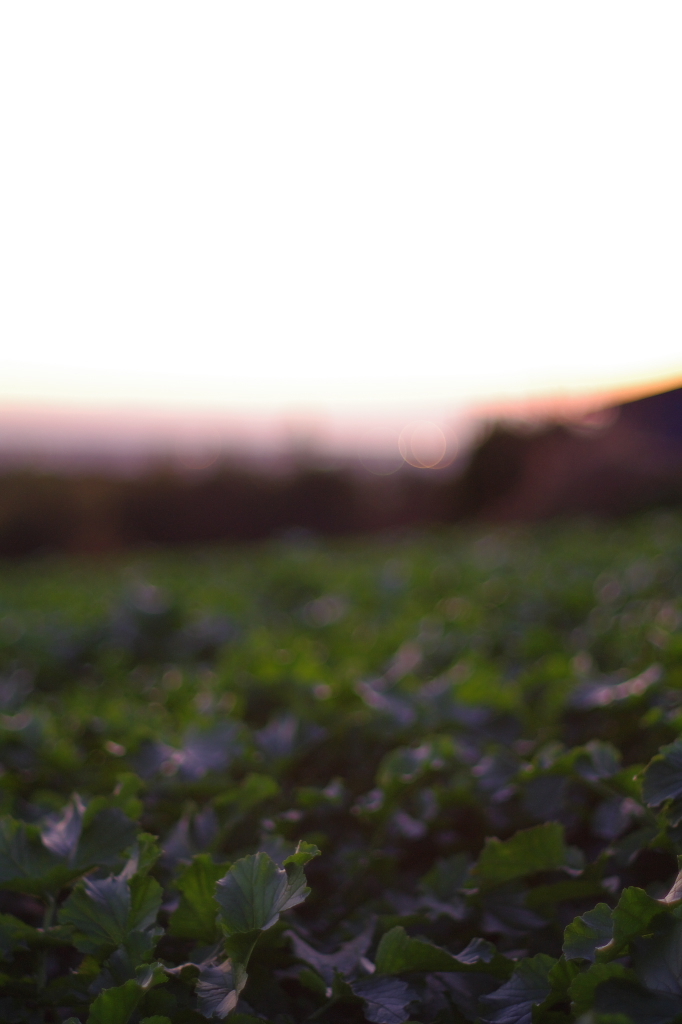 夕焼けと葉っぱ