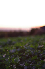 夕焼けと葉っぱ