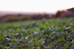 夕焼けと葉っぱ