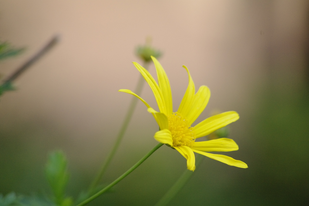 ユリオプスデージー(？)