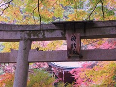 2009京都の紅葉《昆沙門堂07》