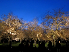2009京都　二条城04