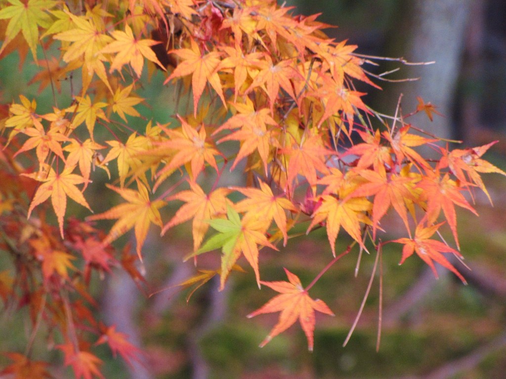 2009京都の紅葉《南禅寺03》