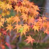 2009京都の紅葉《南禅寺03》