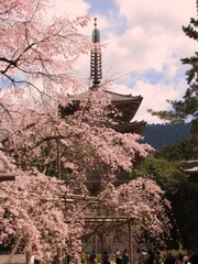 2009京都　醍醐寺01