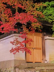 2009京都の紅葉《哲学の道02》