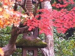 2009京都の紅葉《泉涌寺》