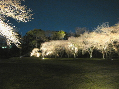 2009京都　二条城06