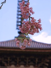 2009京都　醍醐寺02