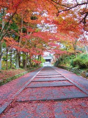 2009京都の紅葉《昆沙門堂08》