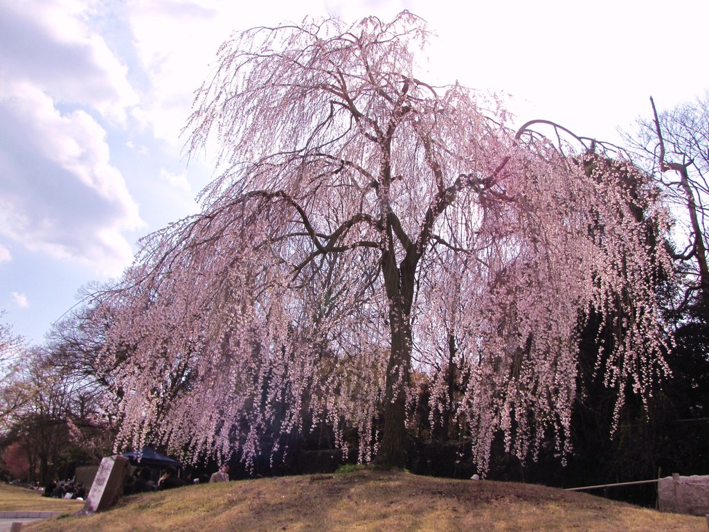 20009京都　賀茂川02