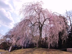 20009京都　賀茂川02