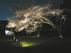 2009京都　二条城07