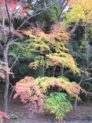 2009京都の紅葉《哲学の道04》