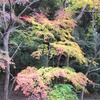 2009京都の紅葉《哲学の道04》