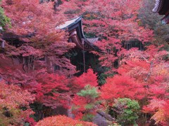 2009京都の紅葉《昆沙門堂03》