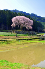 しだれ桜 春爛漫