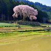 しだれ桜 春爛漫