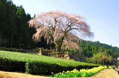 しだれ桜 春爛漫