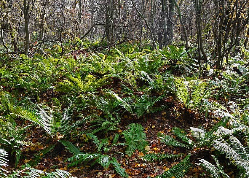 晩秋の裏磐梯－４