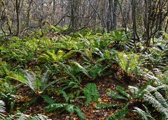 晩秋の裏磐梯－４