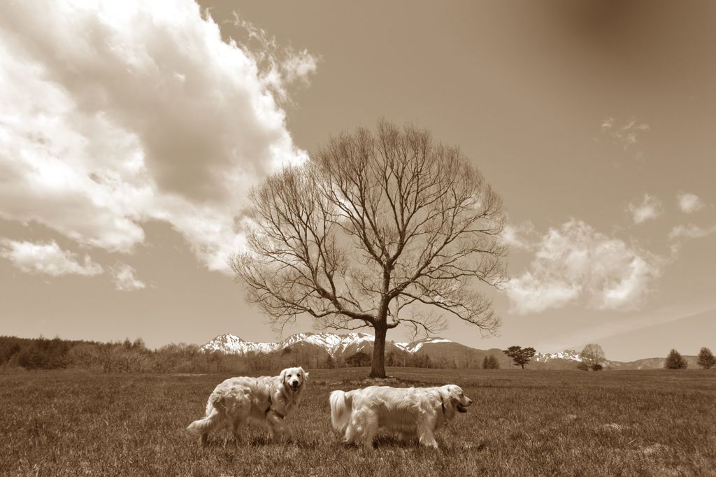sepia