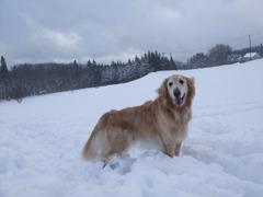 雪と