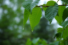 雨の雫