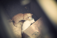 のら猫