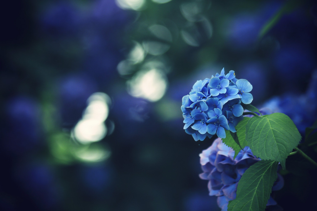 紫陽花