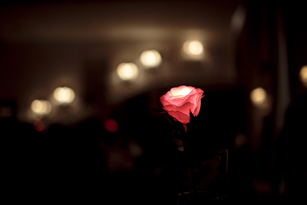 幸せの光る薔薇