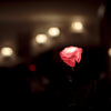 幸せの光る薔薇