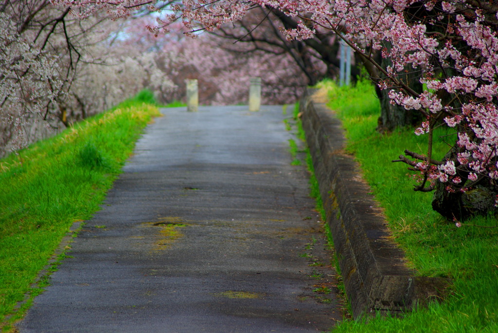 雨の桜坂
