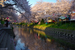 桜と五条川